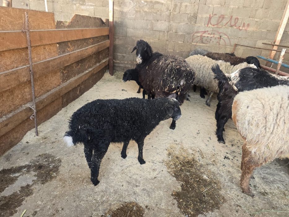 Баран , кои ешкы