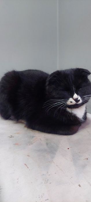 Skotish mushugi  Skotish mushugi 6 oy lek latokka oʻrgangan Tel 90-311