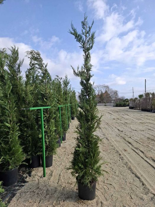 Plante ornamentala brazii si maslini  si spirale pentru restaurante sau garduri vii