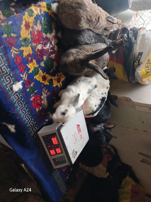 Куёнлар сотилади