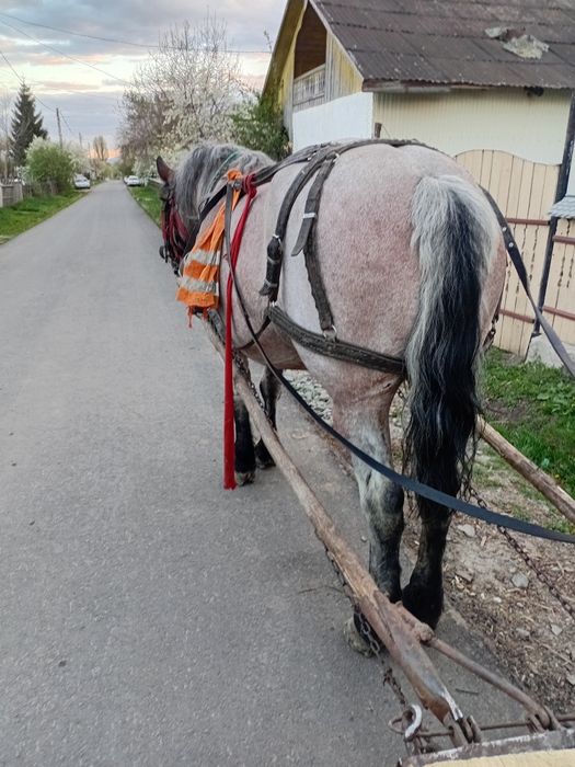 Iapa de 9 ani garantata de ham