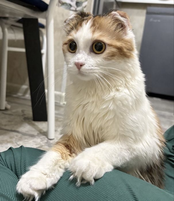 шотландская вислоухая кошка