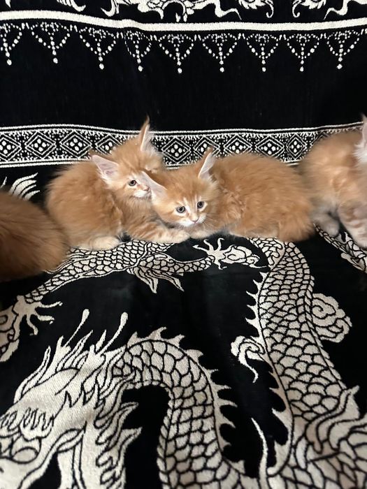 Мейн кун,  котята.