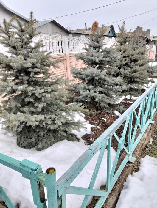 Голубая ель 4 штуки