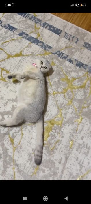 Serebristiy shinshilla