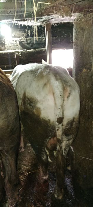 Продам бычков 2х летки