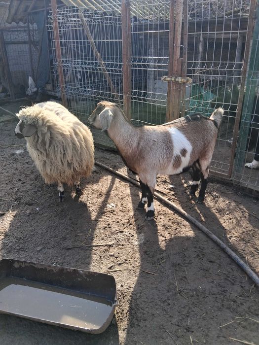 Vand iada si noatina