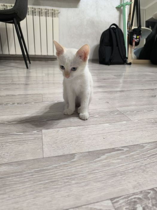 Отдаю котёнка мальчика