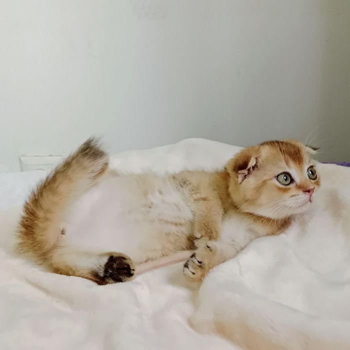 Срочно Девочка Скоттиш фолд золотая Шиншила
