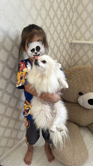 собака шпиц девочка