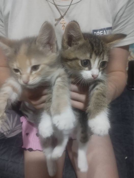 Отдам котят в добрые руки 1,5 мес