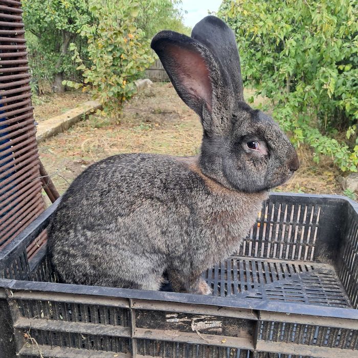 Mascul Uriaș German Gri Fier