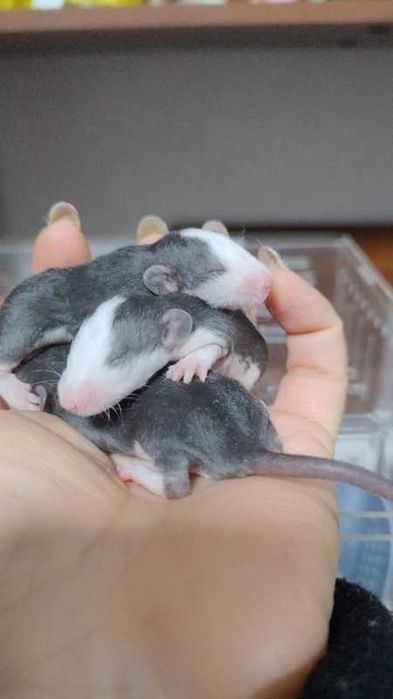 крысята для РЕЗЕРВА