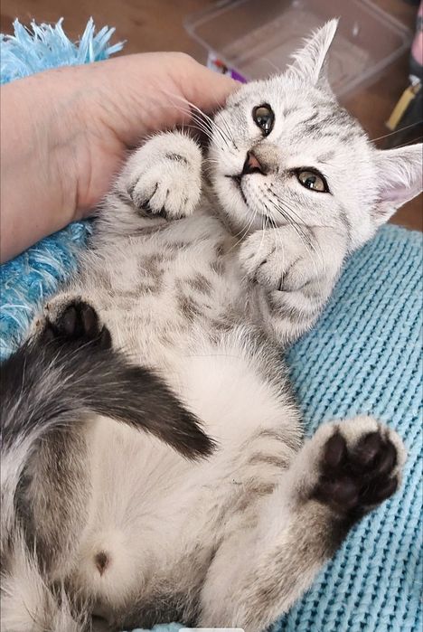 Британский мальчик со сливочным характером