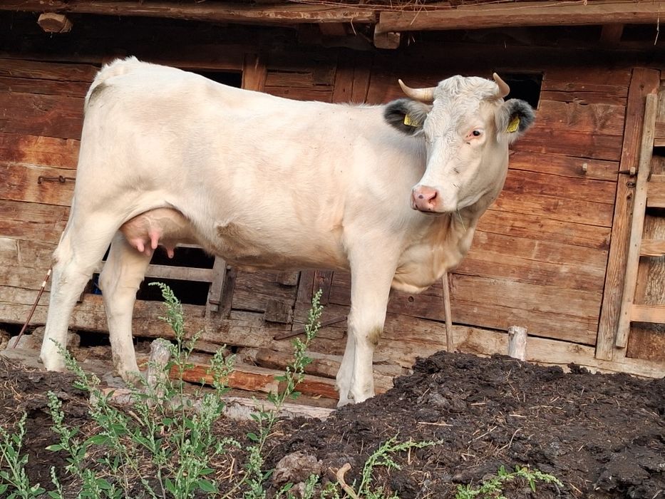 Vaca cu vitel belgian