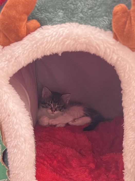 Милые игривые Котята