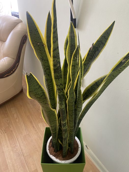 Продам комнатные цветы