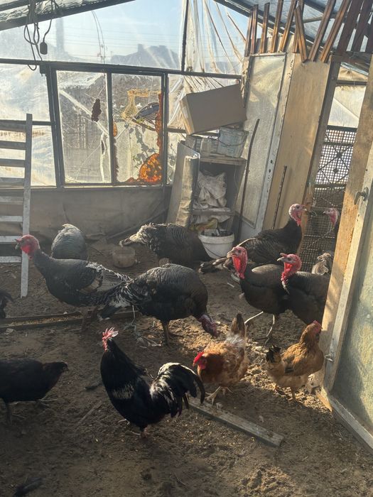 продавам Пуйки Големи