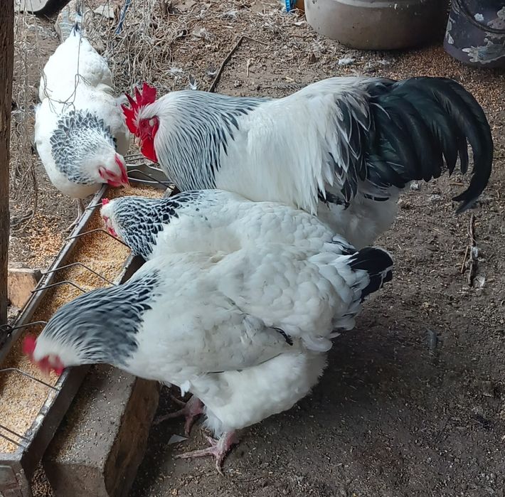 Ouă incubat sussex herminat deschis