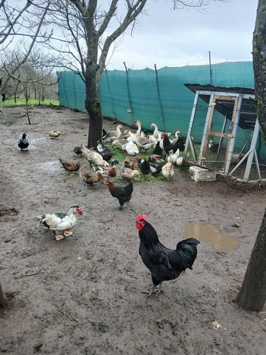 Ouă și păsări de vînzare