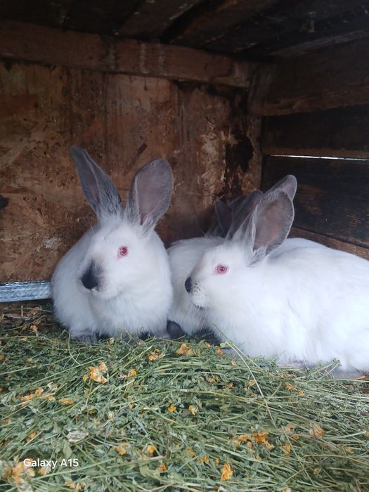 Pui uriaș de Transilvania