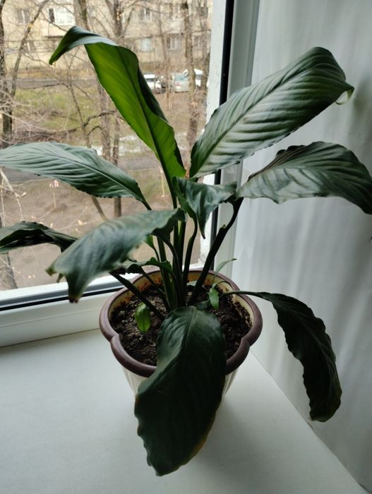 Женское счастье.