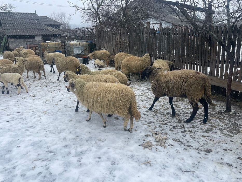 Vand Oi bune de tinut