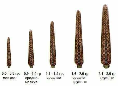 Медицинские пиявки от 650 тг.