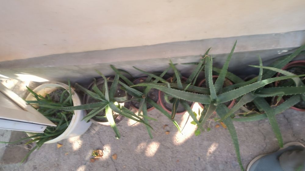 Алоэ домашние в огромном количестве