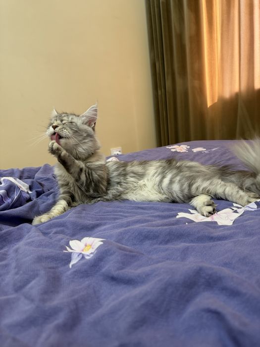 Кошка Мейн-кун продам