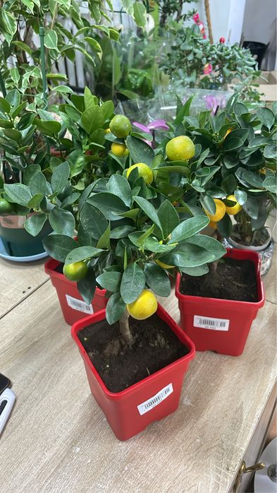 Цитрус дерево с плодами