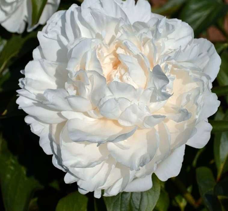 Сортовые  Пионы.