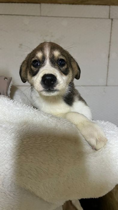 Щенята в добрые руки