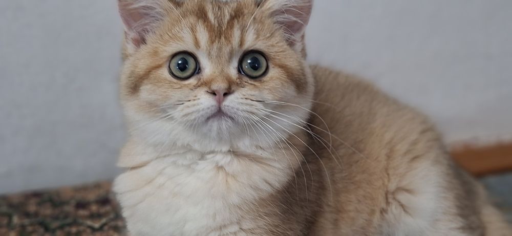 Кошка золотистый шиншила британ 5 ойлик киз бола