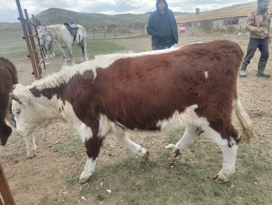 Соғымға подсос сатылады