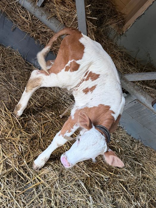 Vând vițea de 5 luni și vițel de 4 zile