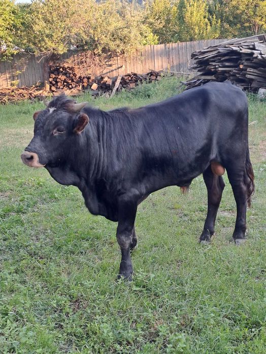 Vând un vițel de un an