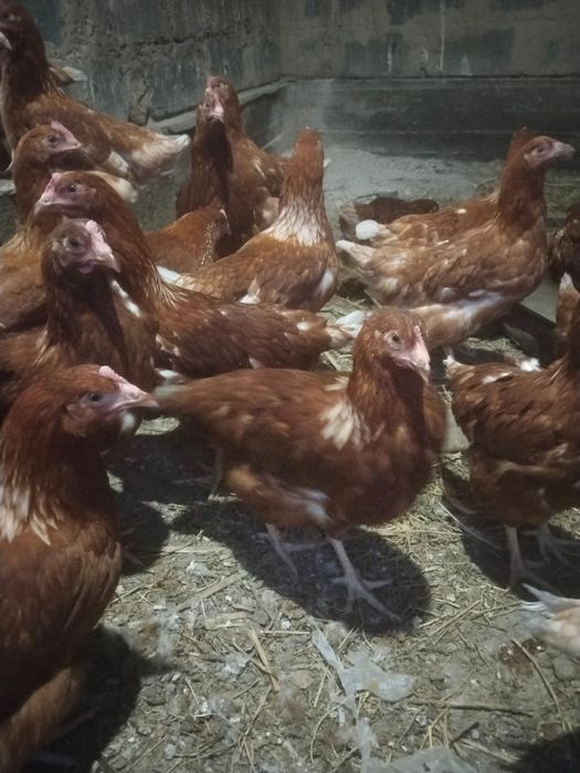 Продам кур ломанбраунов