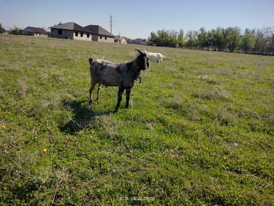 Срочно Теке ешкі козел коза