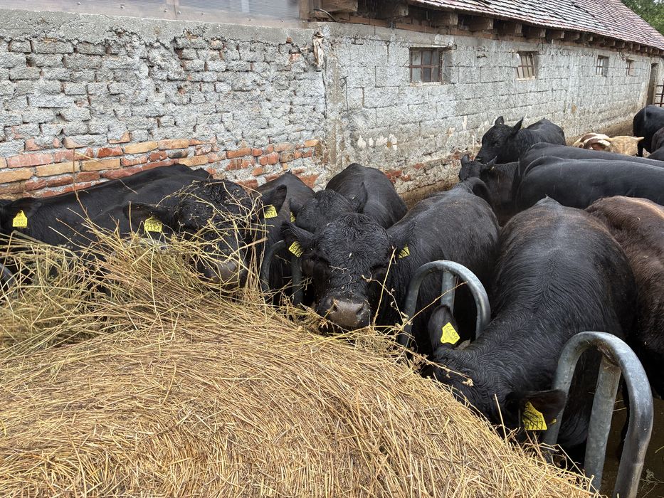 Tauri Angus 23,5 lei kg