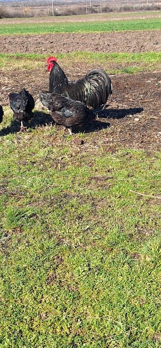 Oua de australorp de vanzare si gaini