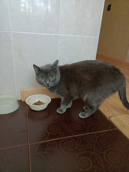 кошечка ждет дом