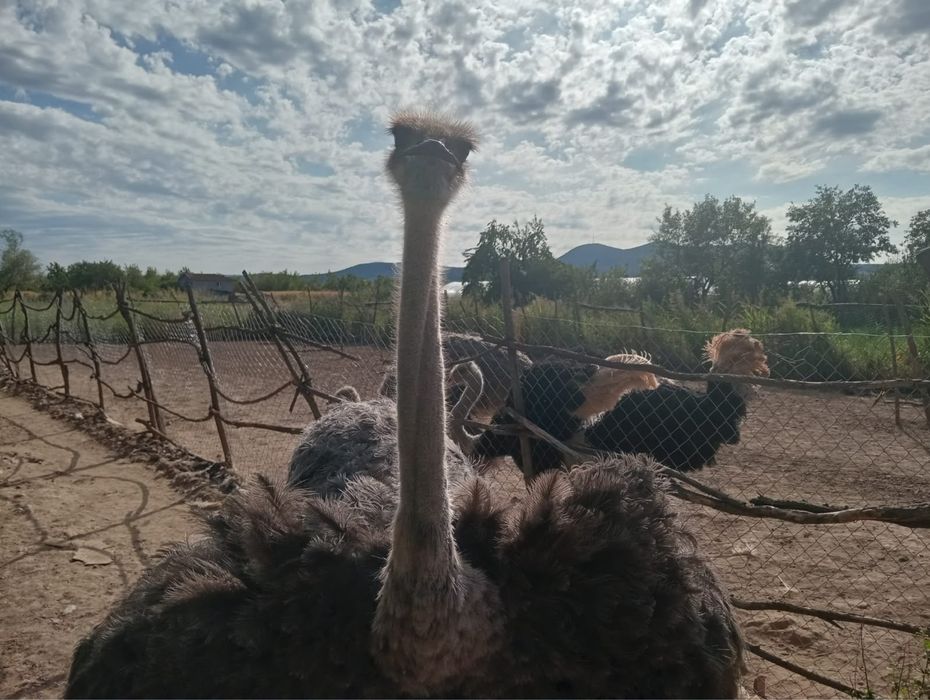 Familie de struti 2 ani