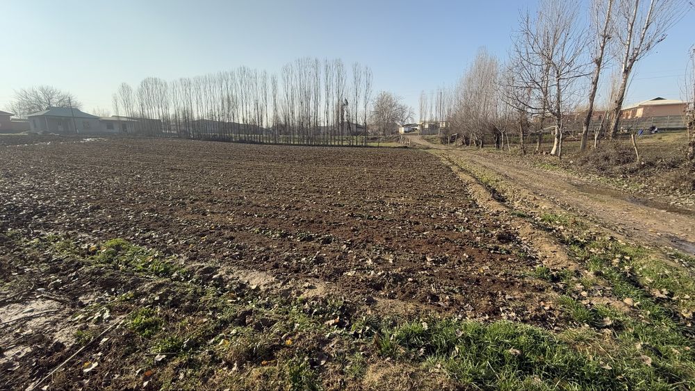 30 сотих Чиноз туман