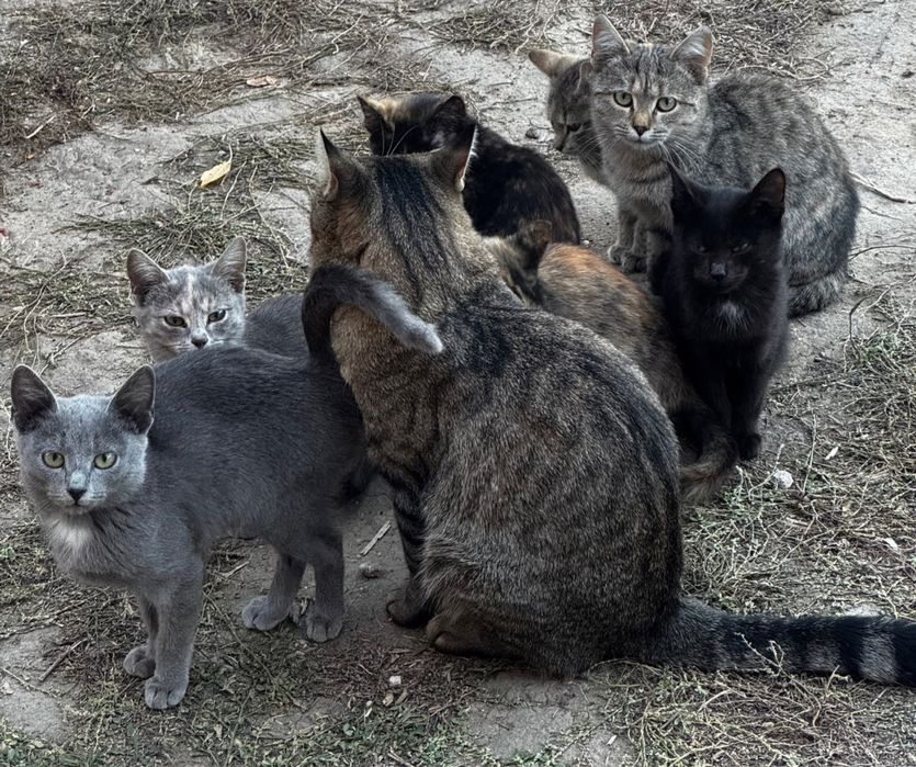 Отдам котят в добрые руки