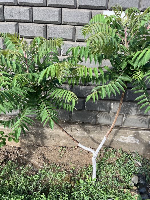 Продам саженцы дерева Сумах