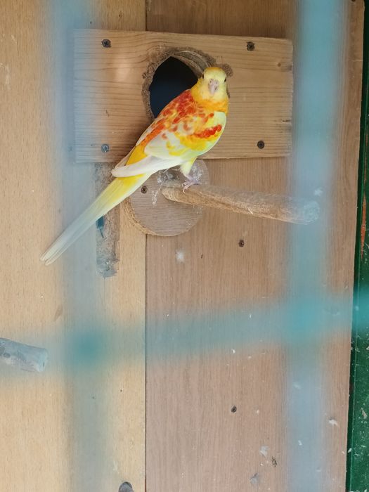 Мъжки поен папагал.