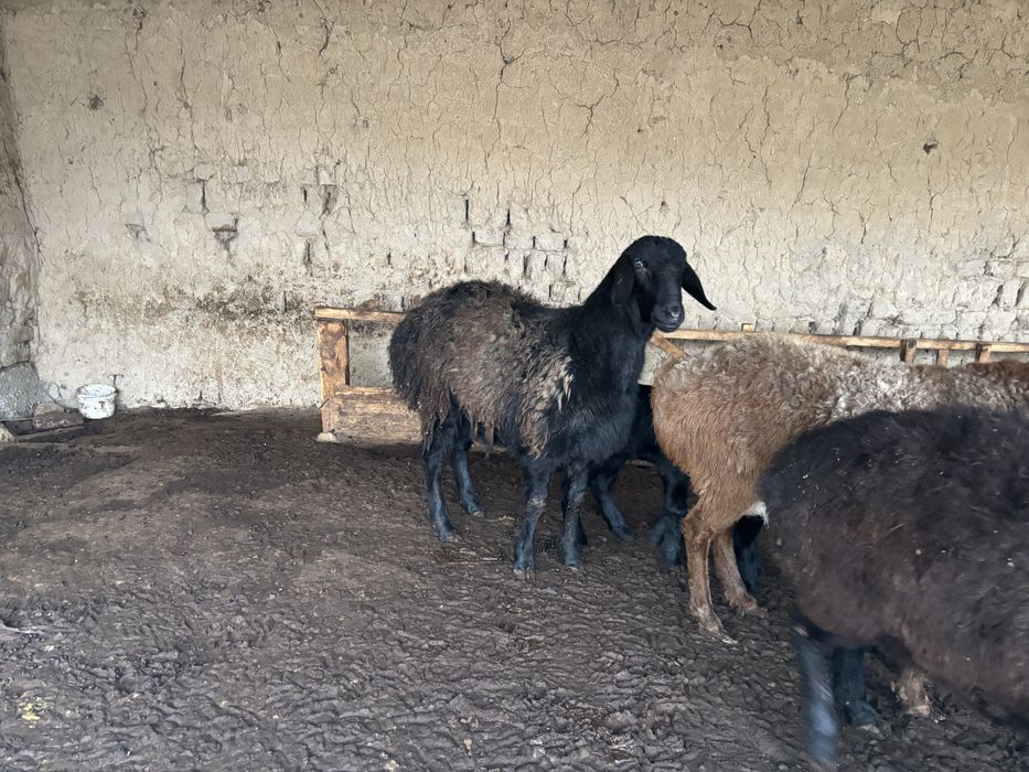 Баран Кой сатылады