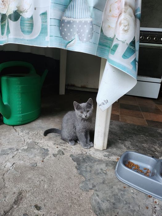 Spre adopție – Pisică mamă și 3 pisoi