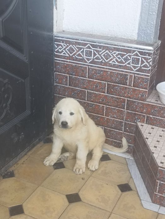 Продается щенок аллабая САО , девочка ,1,5 месяца